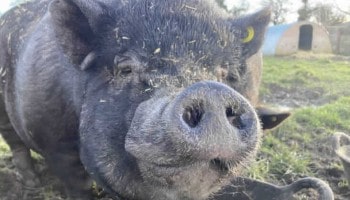 Bailey the pig © RSPCA