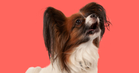 How To Stop Your Dog Barking Too Much | RSPCA How To Stop Your Dog Barking Too Much | RSPCA