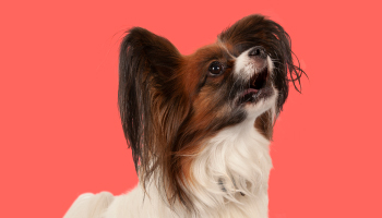 Barking dogs - what can I do?