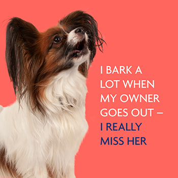 get dog to stop barking when you leave