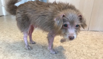 close-up of tan chihuahua with skin diseased legs © RSPCA
