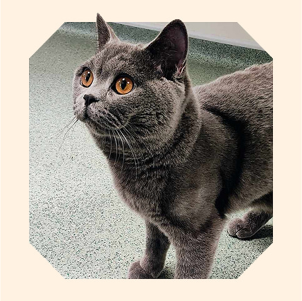 A grey domestic shorthair cat, Benito, stands looking healthy and shiny.