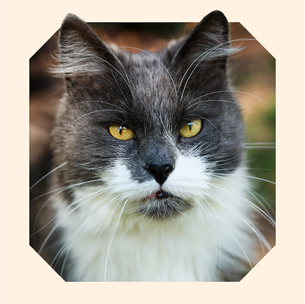 A portrait of Berlioz looking shiny and healthy.