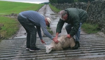 Bruce rescues a sheep from a cattle grid