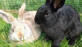 Guinness and Emerald © RSPCA