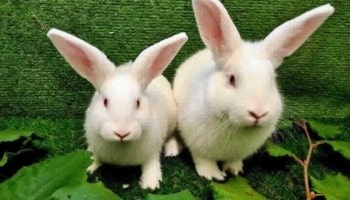 Marilyn Bunroe and Maddie © RSPCA