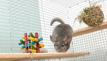 chinchilla climbing down perch in cage © RSPCA