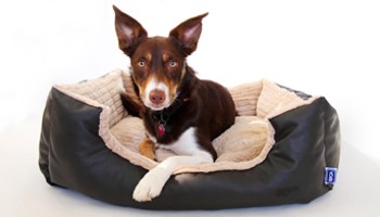 CP Designs dog bed © CP Designs 