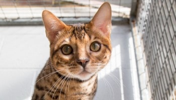One of the cats in our care © RSPCA