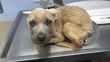 Bulldog-type puppy recovering after an operation © RSPCA