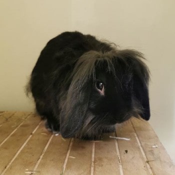 Charcoal is hoping to find his happy ending © RSPCA