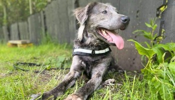 Charlie RSPCA