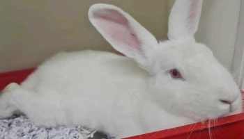 Chelsea is looking for a home © RSPCA