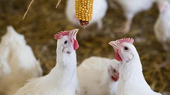 Chickens pecking corn © RSPCA