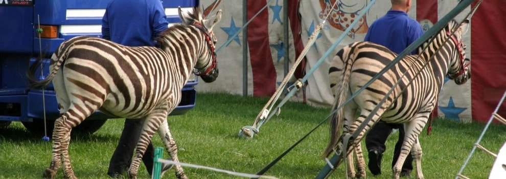two zebras led by animal handlers towards circus tent © RSPCA