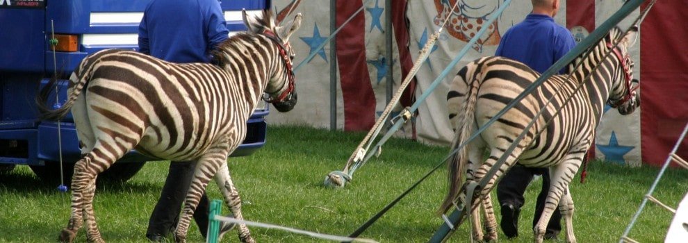 Wild Animals in Circuses | RSPCA Wild Animals in Circuses | RSPCA