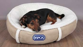 small dog lying in a small dog bed from the RSPCA shop © RSPCA
