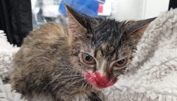 Young Jazz survives horrific abuse - RSPCA
