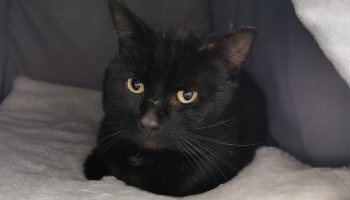 Count Dooku needs a home © RSPCA