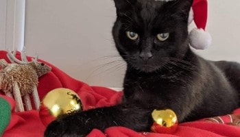 Could you make Cracker's wish come true? © RSPCA