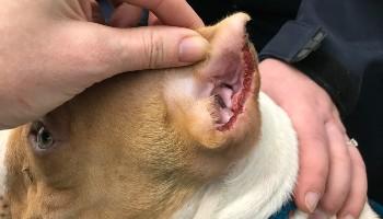 close-up of a dog's bloodied cropped ear