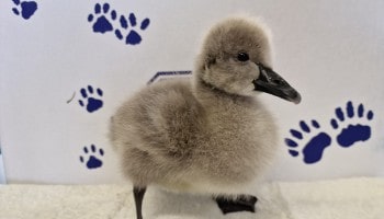 A baby cygnet © RSPCA