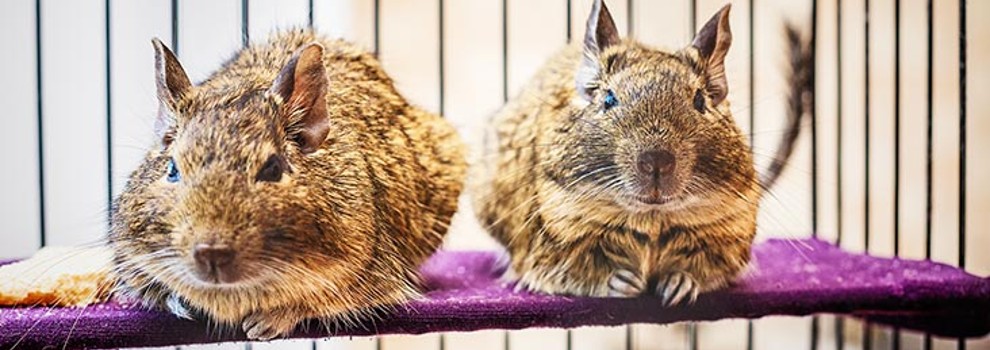 Two degus sitting next to each other © iStock