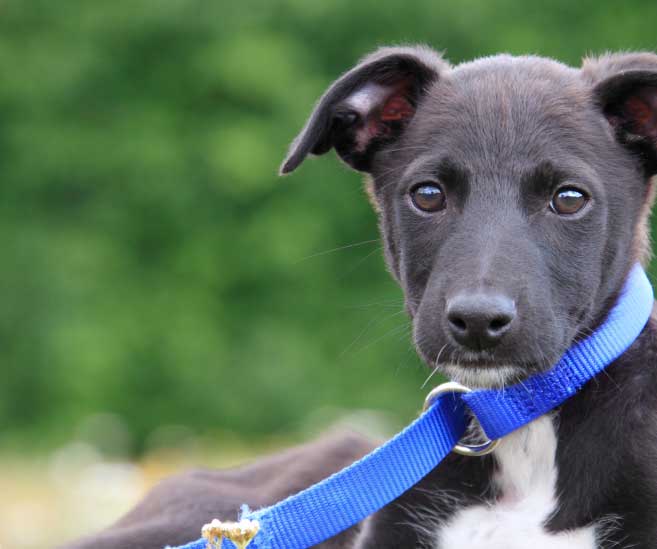 Dog Insurance - Get A Quote | RSPCA Dog Insurance - Get A Quote | RSPCA
