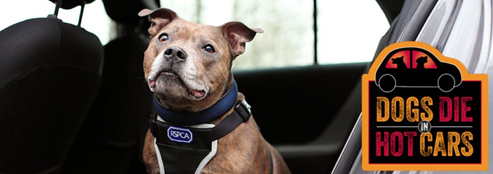 Dogs Die In Hot Cars | RSPCA