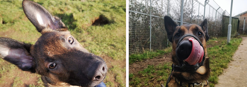 eric rspca