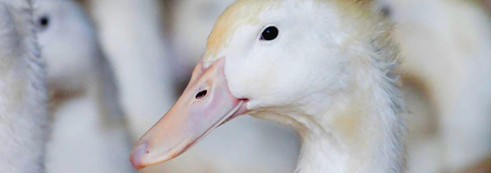 Freedom Food Pekin Duck Farm © RSPCA
