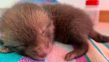 Fox cub in our care © RSPCA