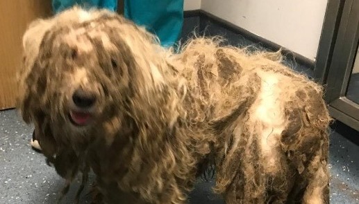Frankie with his matted fur