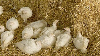 Turkeys at RSPCA Assured Farm