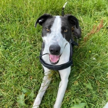 George is looking for a home of his own © RSPCA