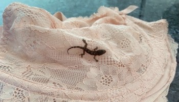 Tiny gecko stows away in bra © RSPCA