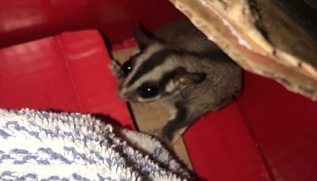 The sugar glider is now in specialist care © RSPCA