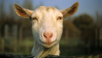 Goat standing outside © RSPCA