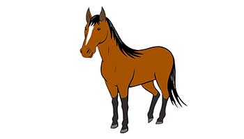 Understand your horse's body language