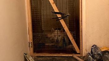 Husky Kenz locked in a tiny space © RSPCA