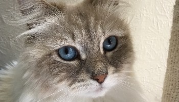Siberian Forest cat with blue eyes looking at camera © RSPCA