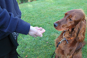 clicker training dogs uk