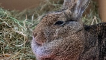 Jar Jar Binky © RSPCA