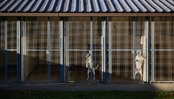 Dogs in kennels in the UK © RSPCA