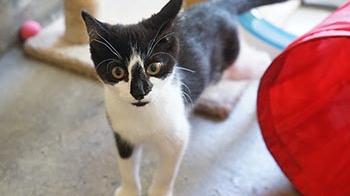 rspca southall cattery southall