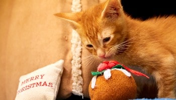 Can you help a needy animal this Christmas? © RSPCA
