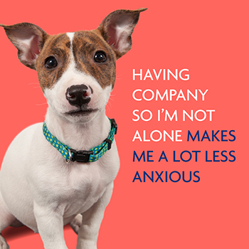 Dogs like company © RSPCA