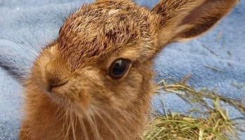 A leveret was hand-reared © RSPCA