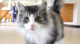 Long haired cat © RSPCA