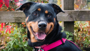 rottweiler dog sitting happily outside © RSPCA
